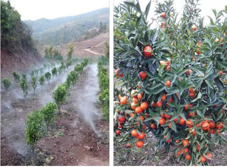 完成武定縣某鄉(xiāng)柑橘生態(tài)種植示范基地建設(shè)項目可行性研究報告編制.jpg